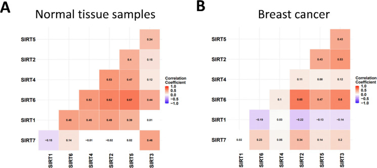 Sirtuin coexpression (SIRT1–SIRT7) quantified by Spearman rank correlations (ρ) using TNMplot (GEO datasets). A In normal breast tissue, sirtuins form a broadly coordinated network centered on SIRT6, with particularly strong coexpression with SIRT5 and SIRT2. B In breast cancer, the network is rewired: SIRT3, SIRT5, SIRT6, and SIRT2 remain tightly coexpressed, whereas SIRT1 shifts toward weak negative relationships, and SIRT4 becomes mainly uncoupled. Tiles report Spearman’s ρ; the color scale indicates the strength of correlation